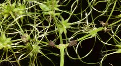 Clematis acapulcensis