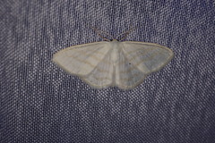 Scopula caricaria