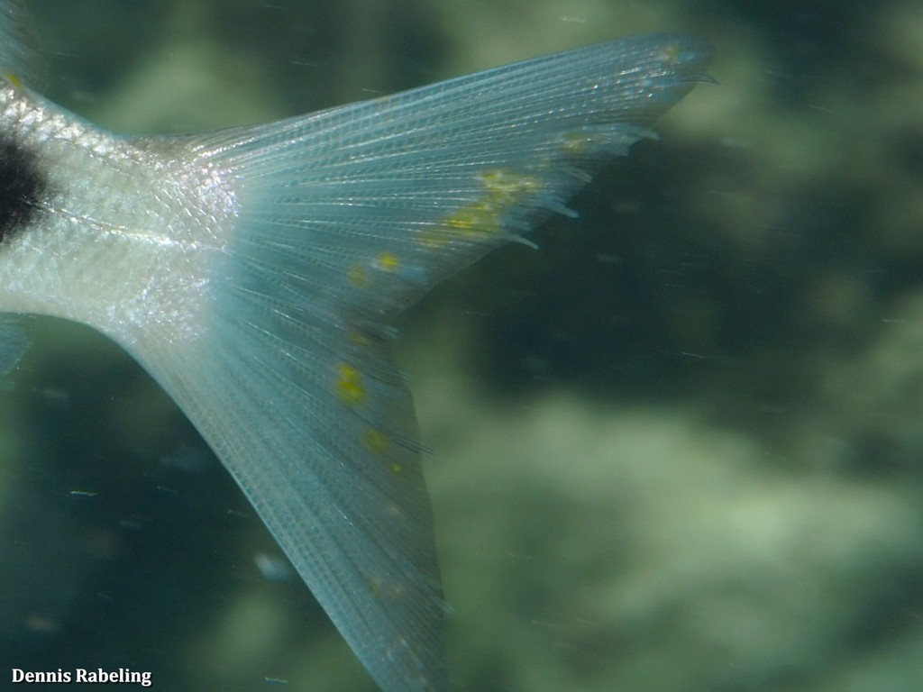 Caligus dieuzeidei