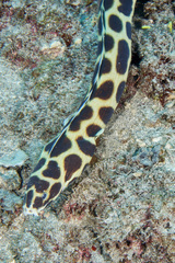 Myrichthys maculosus