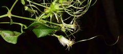 Clematis acapulcensis
