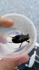 Dytiscus dimidiatus