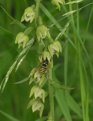 Dolichovespula sylvestris