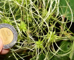 Clematis acapulcensis