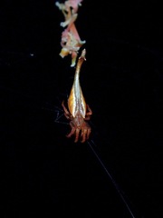 Arachnura melanura