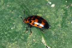 Mycotretus ornatus