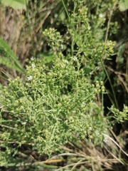 Thesium repens