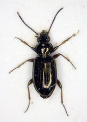 Bembidion properans