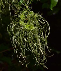 Clematis acapulcensis