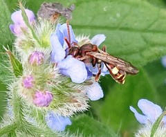 Nomada