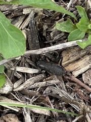 Gryllus pennsylvanicus