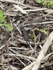 Gryllus pennsylvanicus