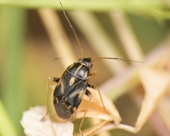 Cyphodema instabilis