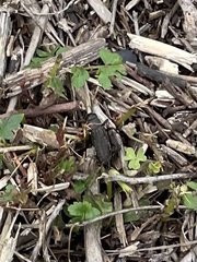 Gryllus pennsylvanicus