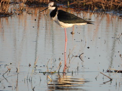 Himantopus mexicanus