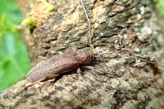 Stromatium longicorne