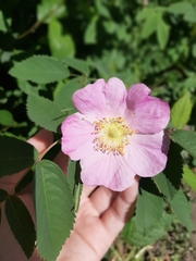 Rosa