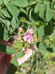 Rosa