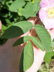 Rosa