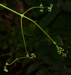 Clematis acapulcensis