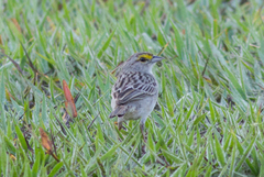 Ammodramus aurifrons