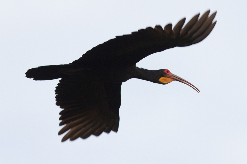 Sharp-Tailed Ibis