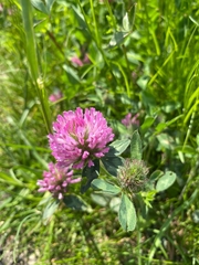 Trifolium pratense