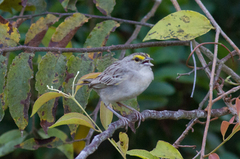 Ammodramus aurifrons