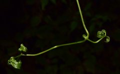 Clematis acapulcensis