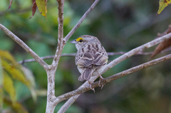 Ammodramus aurifrons