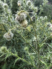 Cirsium echinus
