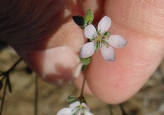 Hesperolinon congestum