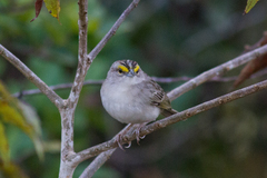 Ammodramus aurifrons