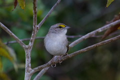 Ammodramus aurifrons