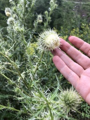 Cirsium echinus