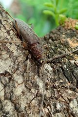 Stromatium longicorne