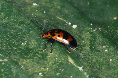 Mycotretus ornatus