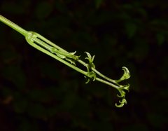 Clematis acapulcensis