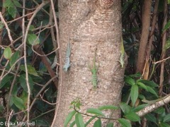 Anolis roquet salinei