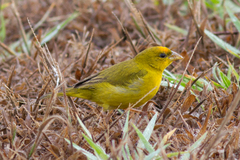 Sicalis columbiana