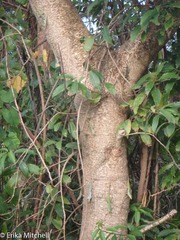 Anolis roquet salinei