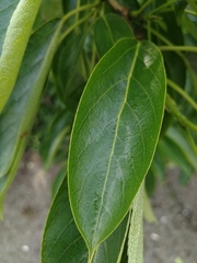 Tracheophyta