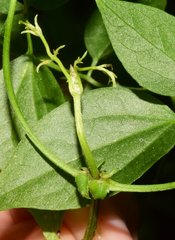 Clematis acapulcensis