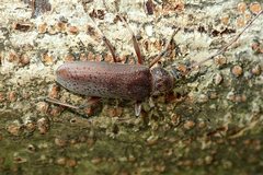 Stromatium longicorne