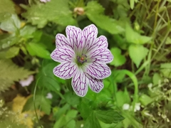 Geranium versicolor