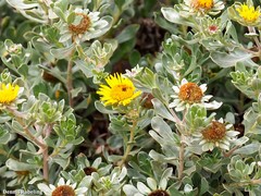 Asteriscus intermedius