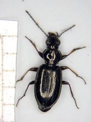 Bembidion properans
