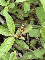 Polistes dorsalis