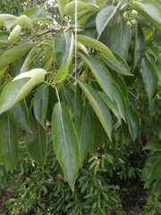 Tracheophyta