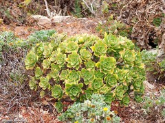 Aeonium lancerottense